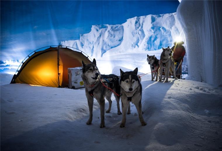 Die Schlittenhunde von Hundeführer Kranz vom Huskyhof Ridderade sind zu Gast im Klimahaus Bremerhaven in den Bereichen Wüstenkulisse des Niger und in der Antarktis (Bild).