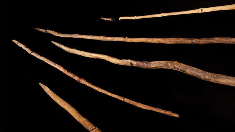 Frühmenschen: Vor 300.000 Jahren versierte Holzbearbeiter Die Schöninger Speere wie sie im Forschungsmusem Schöningen ausgestellt sind.
