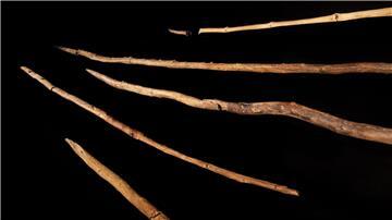 Die Schöninger Speere wie sie im Forschungsmusem Schöningen ausgestellt sind.