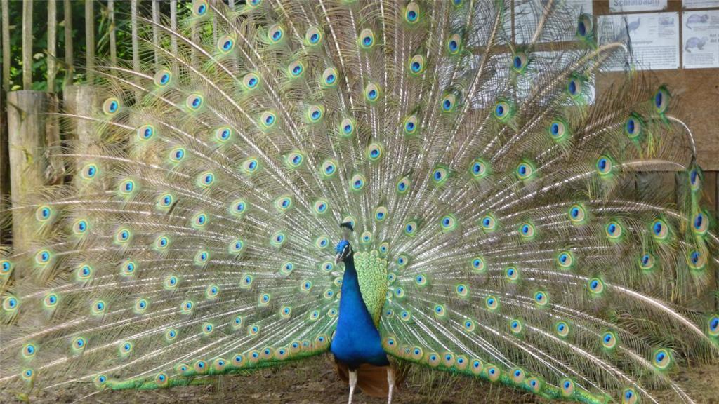 Die schönsten Tiere: Pfau. Wer sonst?