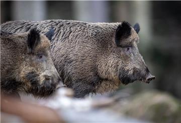 Die Schweinepest könnte gravierende Folgen für Landwirte haben.