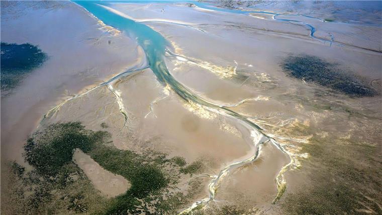 Experten beraten zu Rückgang von Seegraswiesen im Wattenmeer Die Seegrasbestände im niedersächsischen Wattenmeer sind in den vergangenen Jahren stark zurückgegangen. (Symbolbild)