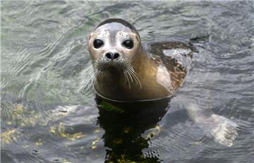 Die Seehund-Familie im Zoo am Meer in Bremerhaven wächst.