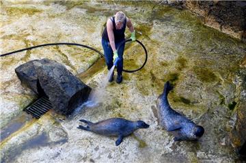 Die Seehunde im Zoo am Meer in Bremerhaven nehmen die Putzaktion ihres Beckens gelassen hin. Denn die "Reinigungskräfte" sind die ihnen gut bekannten Pfleger.