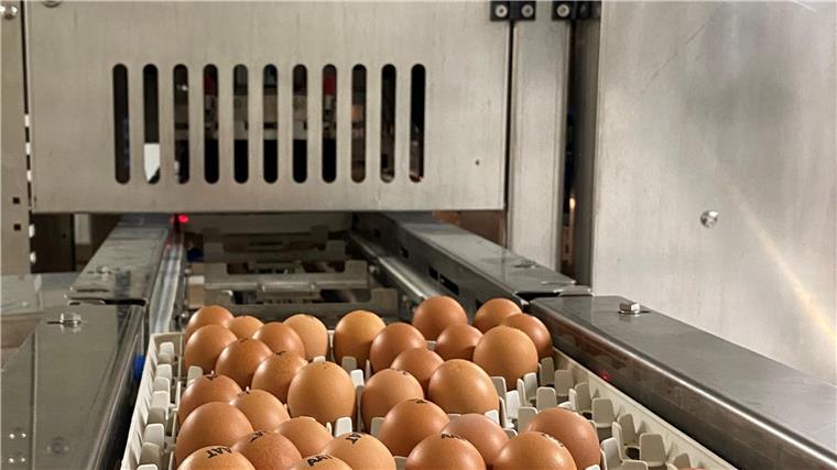 Eier laufen durch eine Maschine.