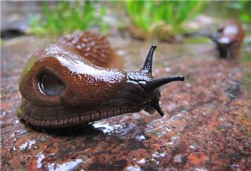 Die Spanische Wegschnecke kommt vielerorts vor - ausgerechnet in Spanien aber nur ganz vereinzelt.