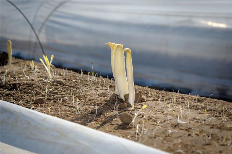 Cuxland-Bauer erntet mehr Spargel, als zehn Elefanten wiegen Die Spargelernte läuft jetzt auf Hochtouren - auch auf dem Hof Appel in Lohe bei Bramstedt.