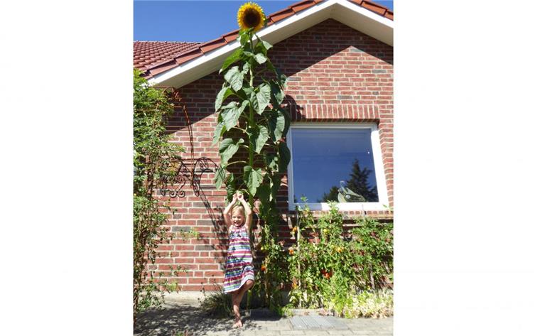 Die Spitze der Sonnenblume, die in Anderlingen fast übers Vordach reicht.