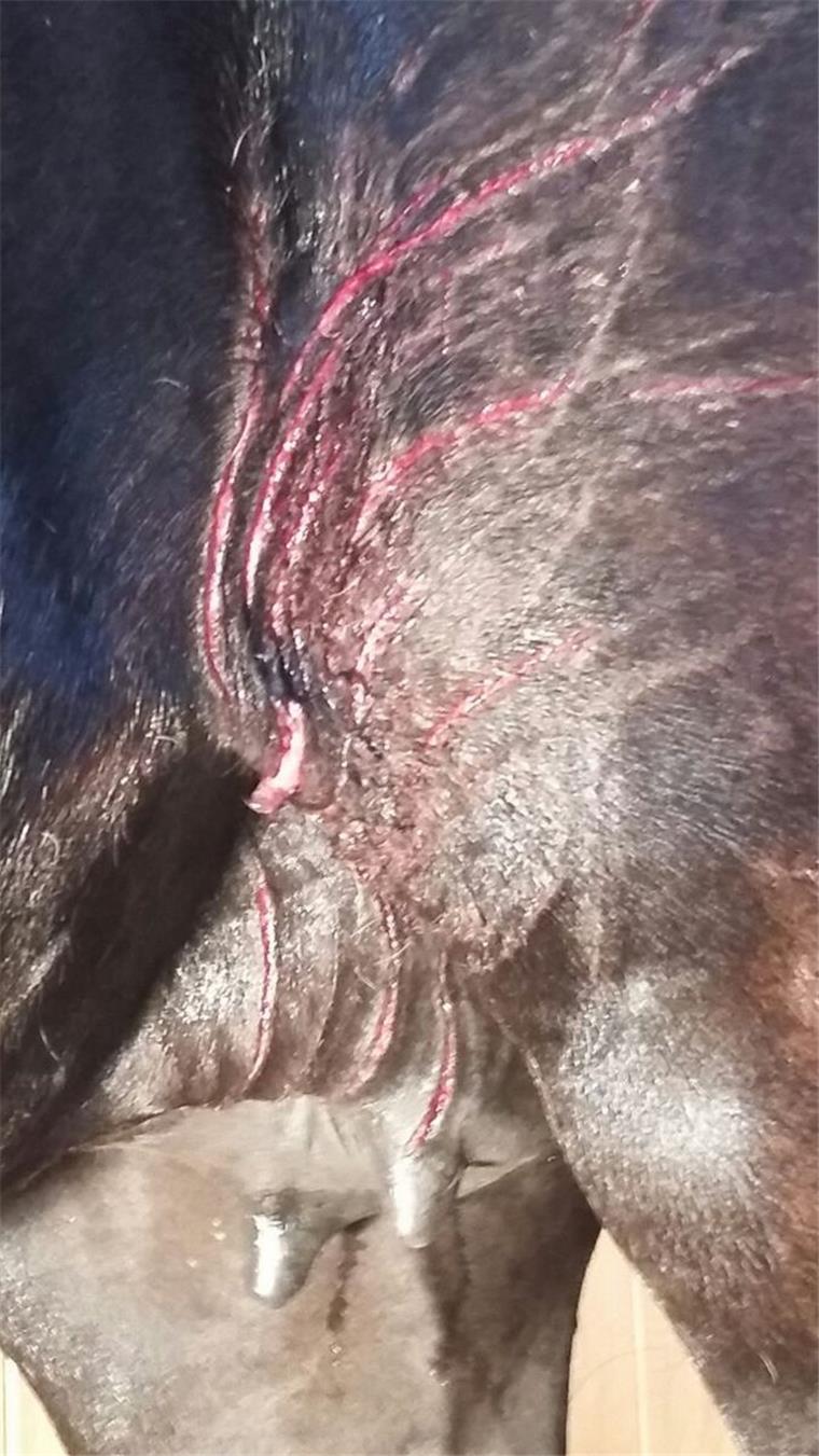 Verletztes Pony im Kreis Osterholz - Wolfsbüro untersucht DNA-Proben Die Spuren am Euter passen nicht zu den übrigen Verletzungen, sagt Tierarzt Lars Weber. Ob ein Wolf die Verletzungen herbeigeführt hat, wird das Ergebnis der DNA-Proben in einigen Wochen zeigen.