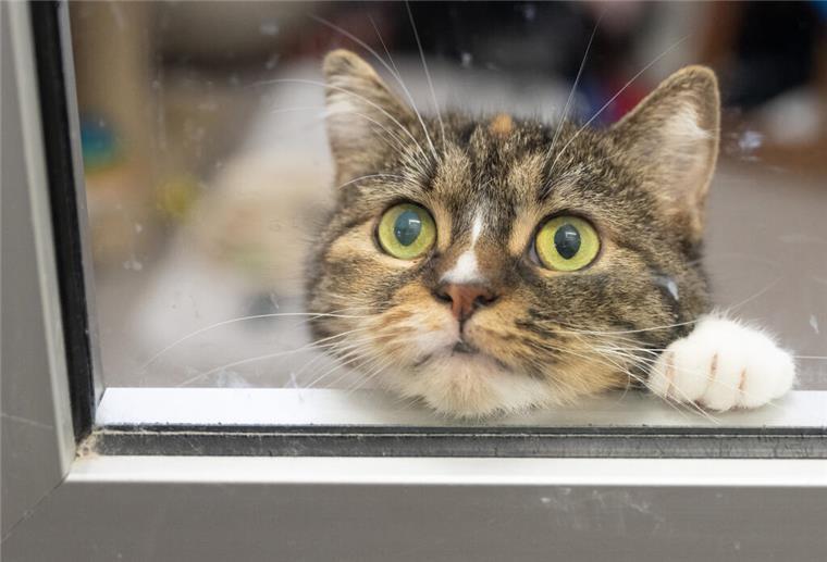 Urteil: Katzen haben Recht auf sexuelle Selbstbestimmung PRODUKTION - 06.12.2024, Hessen, Frankfurt/Main: Eine Katze im Tierheim von Frankfurt. (zu dpa: «Urteil: Katzen haben Recht auf sexuelle Selbstbestimmung») Foto: Boris Roessler/dpa +++ dpa-Bildfunk +++