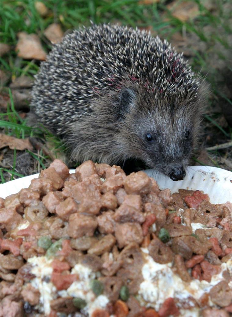 So wird den Igeln das Leben erleichtert Die stachelbewehrten Igel lieben Katzenfutter.