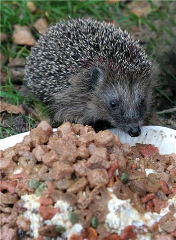 Die stachelbewehrten Igel lieben Katzenfutter.