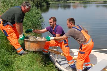 Die Stadt plant Maßnahmen gegen das stets wiederkehrende Fischsterben in Nordenhamer Seen.
