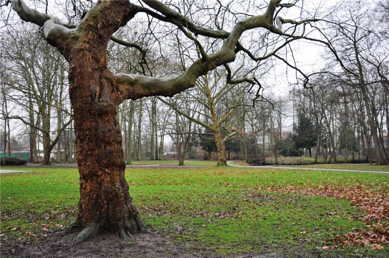 Friedeburgpark: Stadt Nordenham weist Kahlschlag-Vorwürfe zurück Die Stadt versucht zu beruhigen: Im Friedeburgpark sei kein Kahlschlag geplant, sagte Baudezernentin Ellen Köncke jetzt.