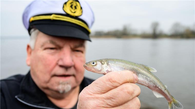 Stintsaison an der Elbe beginnt - „Wir sind guter Dinge“ Die Stintsaison in der Elbe nimmt Fahrt auf.