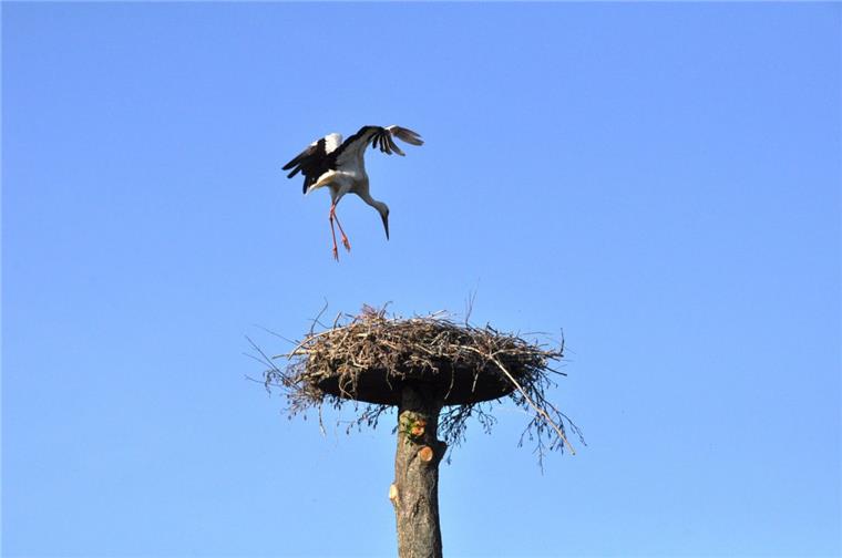 Die Störche sind inzwischen in ihre Brutgebiete zurückgekehrt.