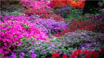 Die Sträucher im Bremer Rhododendron-Park blühen in diesem Jahr früher.