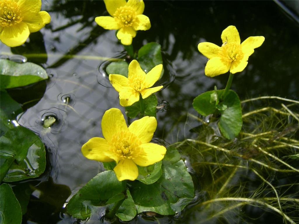 Die Sumpfdotterblume wächst unter anderem in der Rohrniederung.