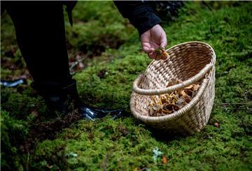 Die Teilnehmer dürfen die gesammelten Pilze behalten.