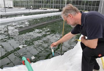 Die Temperatur des Wassers sollte in den Becken 25 bis 30 Grad betragen, um optimale Bedingungen für das Algen-Wachstum zu erreichen. Thermometer und pH-Wert-Messer sind wichtige Utensilien bei der Produktion.