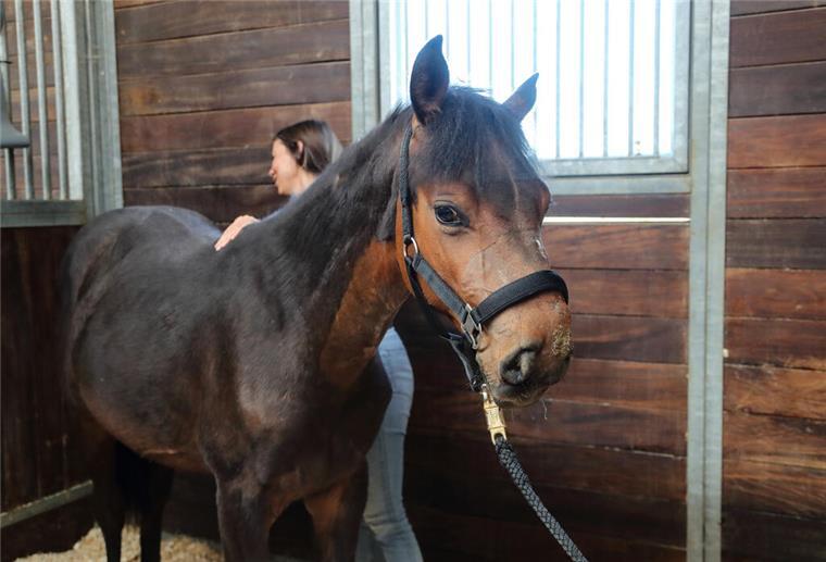 Dieses Fohlen war zum Schachten verurteilt: Clippys Kampf ums Leben Pferd in Stall