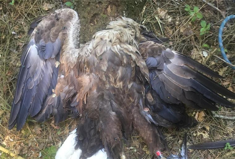 Ein toter Seeadler