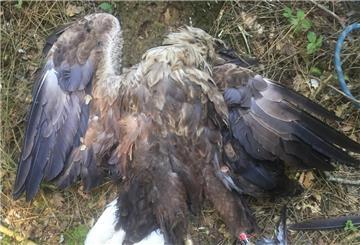 Ein toter Seeadler