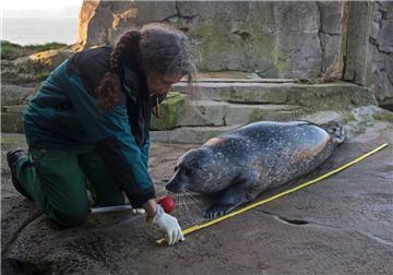 Die Tierpflegerin Carmen Gürster rückt bei den Seehunden bei der Inventur im Zoo am Meer mit dem Zollstock an.