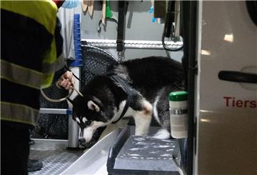 Husky in einem Auto.