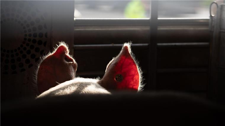Tierschützer decken Tierleid auf – Anzeigen in Niedersachsen Die Tierschutzorganisation Animal Rights Watch spricht von einer „der umfangreichsten Aufdeckungen, die je aus der deutschen Tierhaltung ans Licht gekommen sind“. (Symbolbild)