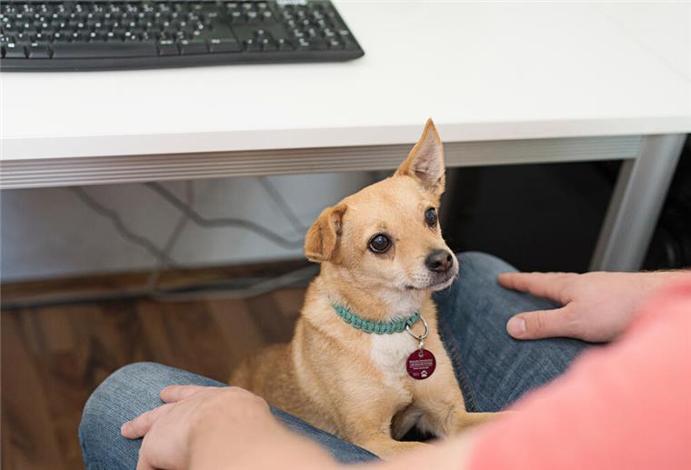 Tierschutzorganisation wirbt für mehr Hunde in den Büros Hund im Büro