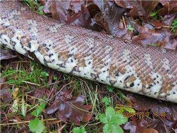 Die tote Zentralasiatische Teppichpython wurde ohne Kopf nahe der A1 gefunden. 