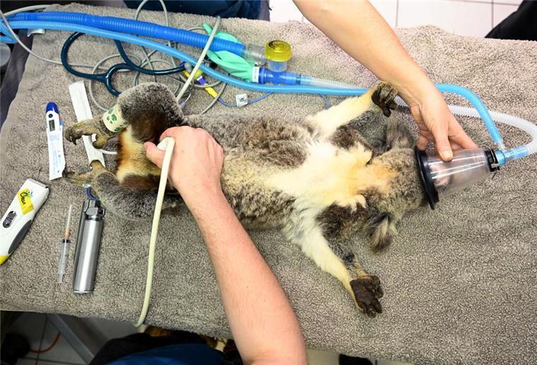 Ein Koala wird von Tierärzten bei der Behandlung gegen Chlamydien per Ultraschall untersucht. 