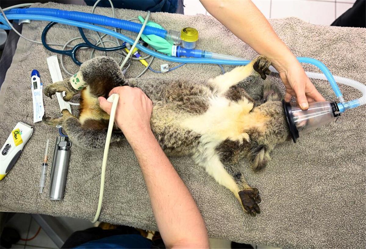 Ein Koala wird von Tierärzten bei der Behandlung gegen Chlamydien per Ultraschall untersucht. 