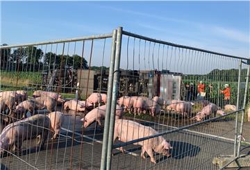 Die unverletzten Schweine wurden in einem provisorischen Gehege eingepfercht.