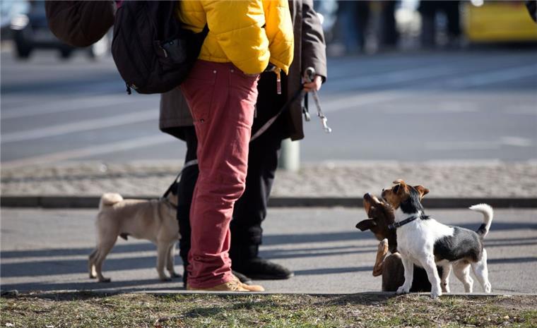Sittensen: Verwaltung erinnert Hundehalter an die Leinenpflicht Die Verwaltung in Sittensen erinnert Hundehalter daran, ihre Vierbeiner an der Leine durch die Samtgemeinde zu führen.