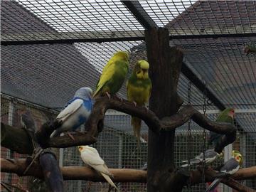 Die Vögel schätzen die Gesellschaft. Viele von ihnen wurden in der Vergangenheit...