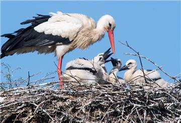 Storch mit Jungvögeln