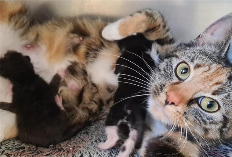 Die von der Polizei Bremerhaven ins Tierheim verbrachte Katze brachte wenig später zwei Junge zur Welt.