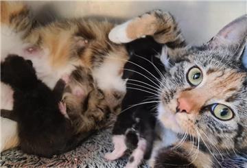 Die von der Polizei Bremerhaven ins Tierheim verbrachte Katze brachte wenig später zwei Junge zur Welt.