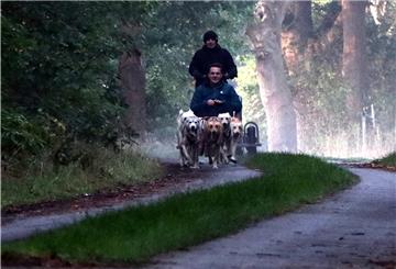 Die Wagenlenkerin LisaPannenberg hat alles im Griff: Die Alaskan Huskys ziehen den Reporter Jens Gehrke im ersten Morgenlicht über einen Feldweg in der Nähe von Stinstedt bei Lamstedt.