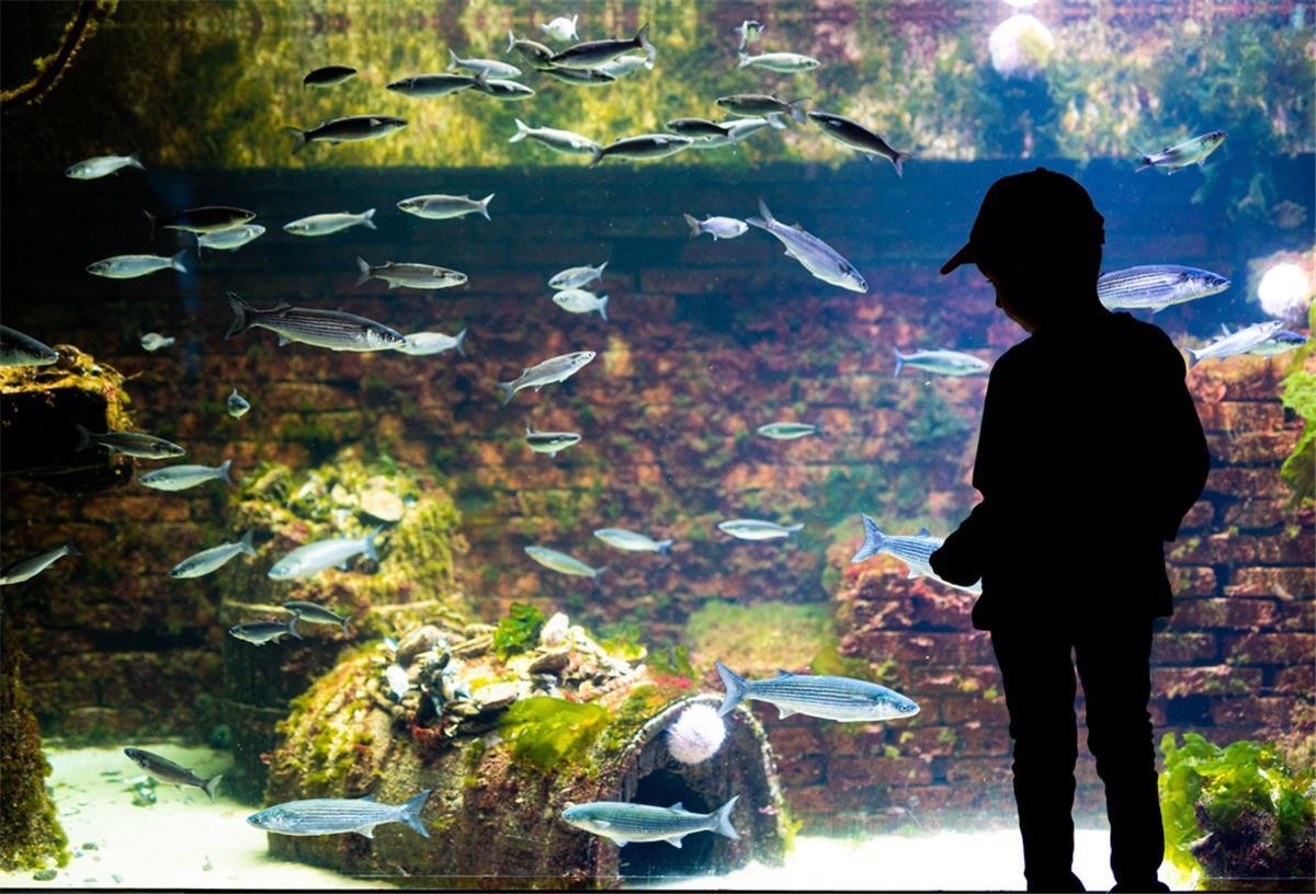 Bremerhaven: Zoo am Meer kann steigende Kosten kaum auffangen Ein Junge steht im Aquarium im Zoo am Meer
