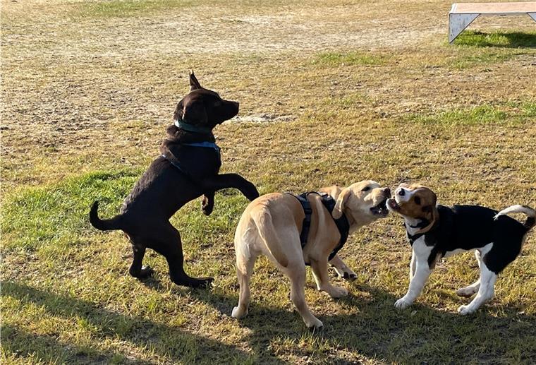Die Welpenstunde beginnt mit Toben. Hier hat Wolfgang (links) Spaß mit Luna und Carlo.