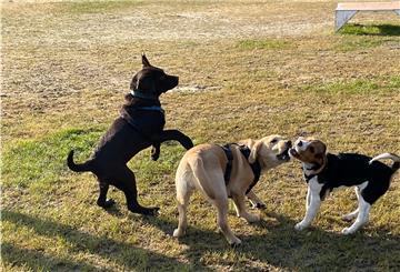 Die Welpenstunde beginnt mit Toben. Hier hat Wolfgang (links) Spaß mit Luna und Carlo.