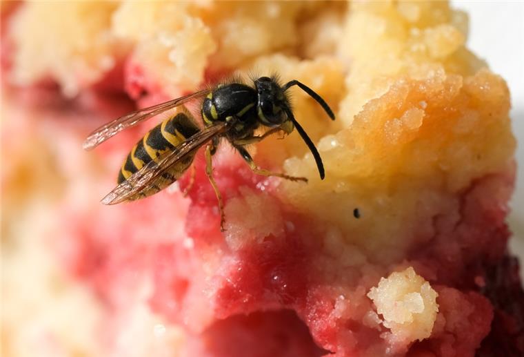Die Wespen sind aufgrund von Hitze und Trockenheit in diesem Sommer besonders zahlreich unterwegs.
