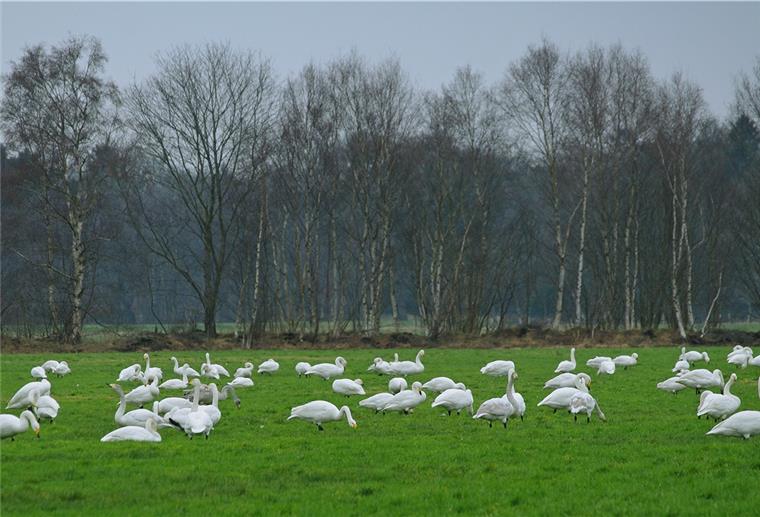Schwanenparadies im Moor Schwäne rasten auf einer Wiese