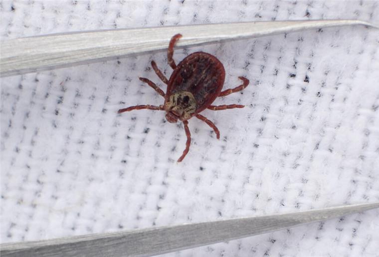 Eine Wiesenzecke, gefangen von Wissenschaftlerinnen der veterinärmedizinischen Fakultät der Universität Leipzig, neben einer Pinzette. 
