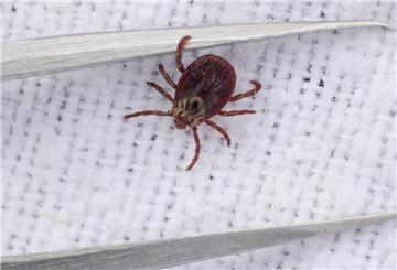 Eine Wiesenzecke, gefangen von Wissenschaftlerinnen der veterinärmedizinischen Fakultät der Universität Leipzig, neben einer Pinzette. 