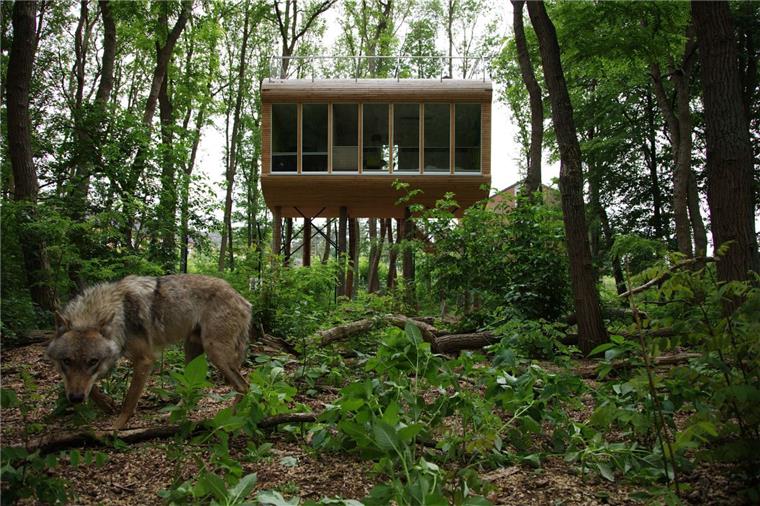 Die Wölfe immer im Blick: Das Baumhaus im Hintergrund bietet Besuchern die Möglichkeit, den Wölfen auch in der Nacht ganz nah zu sein.  Foto Tree-Inn