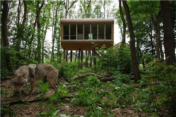 Die Wölfe immer im Blick: Das Baumhaus im Hintergrund bietet Besuchern die Möglichkeit, den Wölfen auch in der Nacht ganz nah zu sein.  Foto Tree-Inn